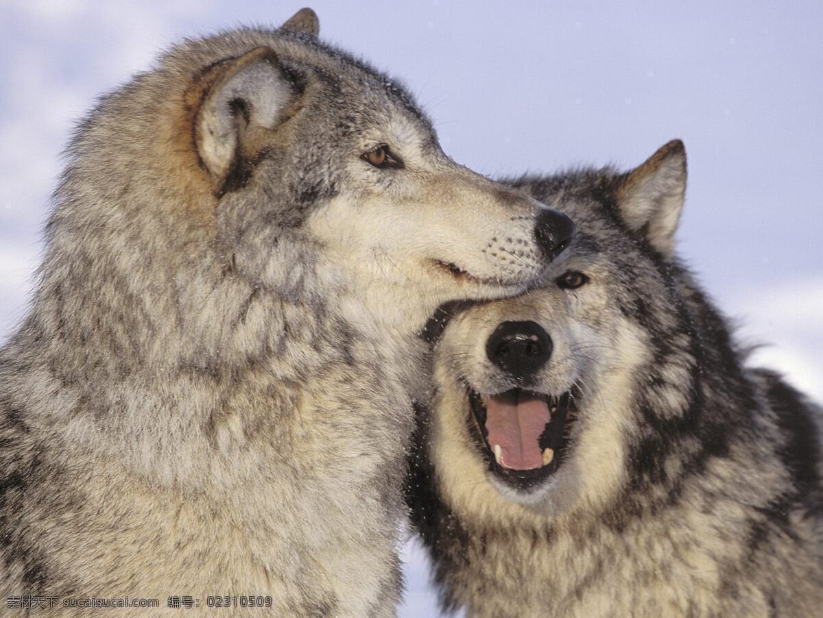 雪狼 生物世界 野生动物 摄影图库