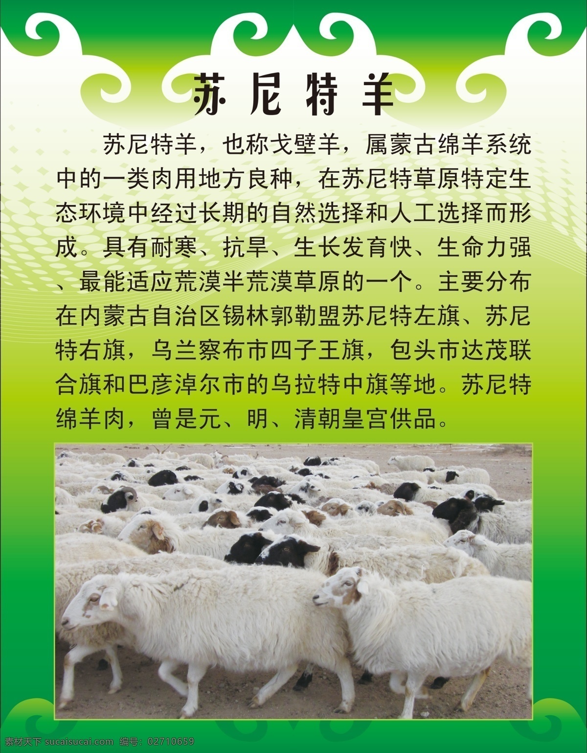 苏尼特羊海报 苏尼特羊 海报 羊群 内蒙古羊 羊肉 羊源产地 广告设计模板 源文件