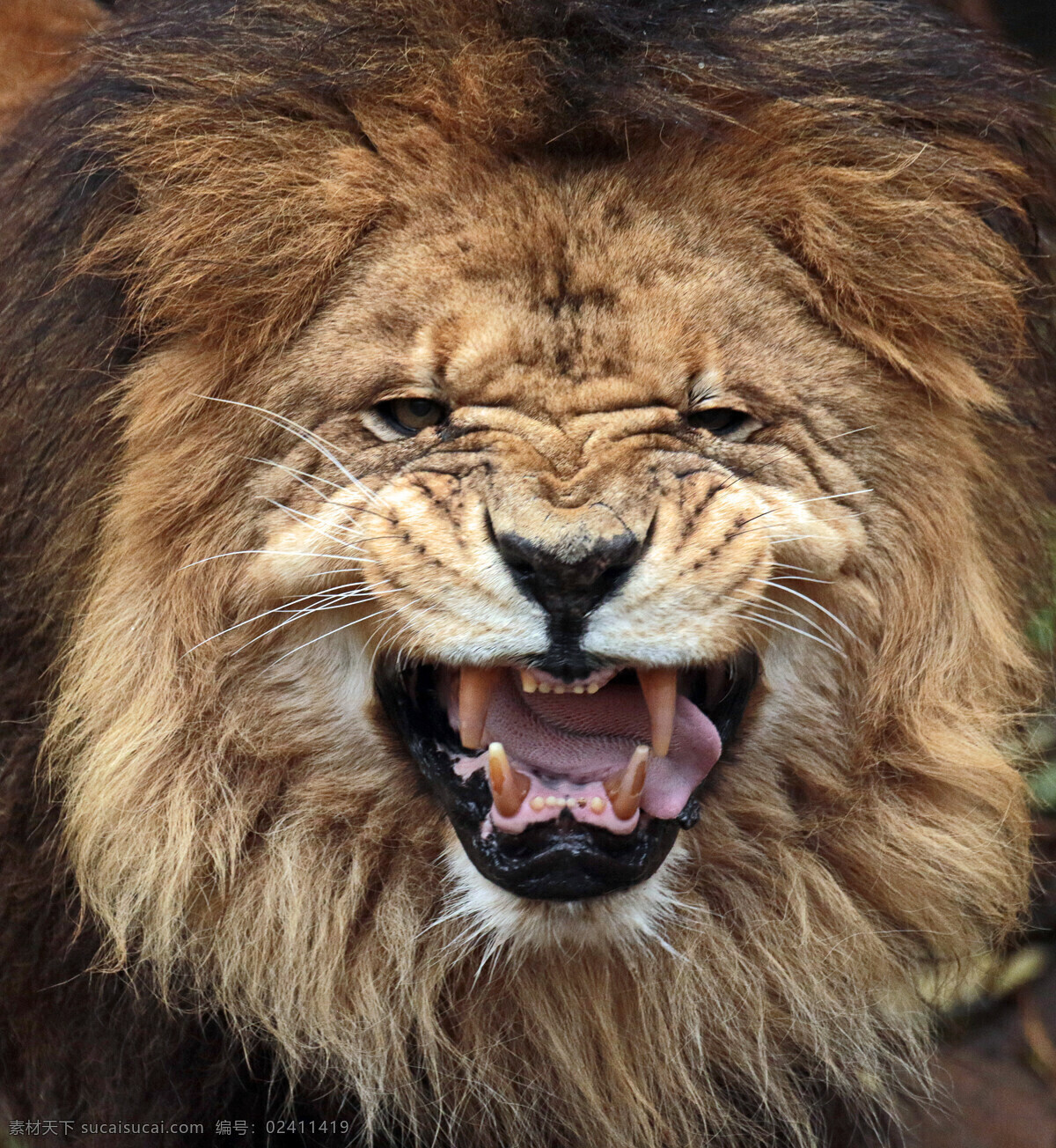 威武的雄狮 狮子 美洲狮 狮虎 狮 雄狮 狮子王 生物世界 野生动物