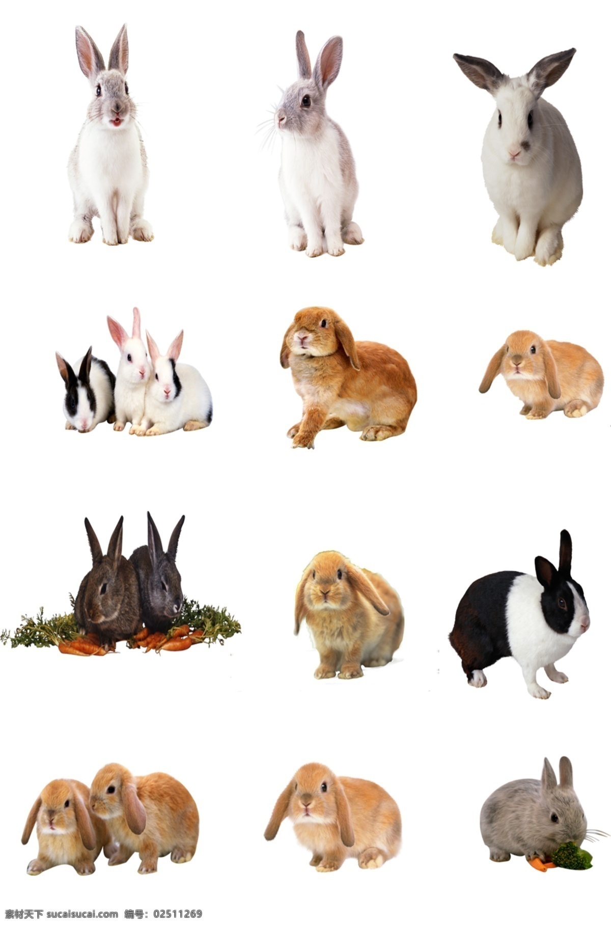 兔子素材图片 卡通兔子 小白兔 兔子 兔 可爱兔子 手绘兔子 宠物 萌宠 森系兔子 q版兔子 插画 手绘 童话动物兔子 背景底纹 底纹边框 矢量图 logo设计