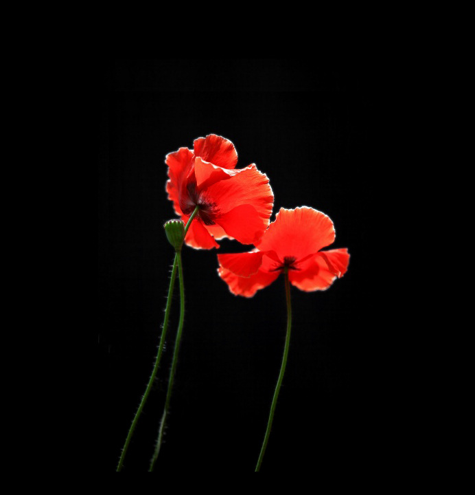 位图 植物 花朵 写实花卉 超高清 免费素材 面料图库 服装图案 黑色