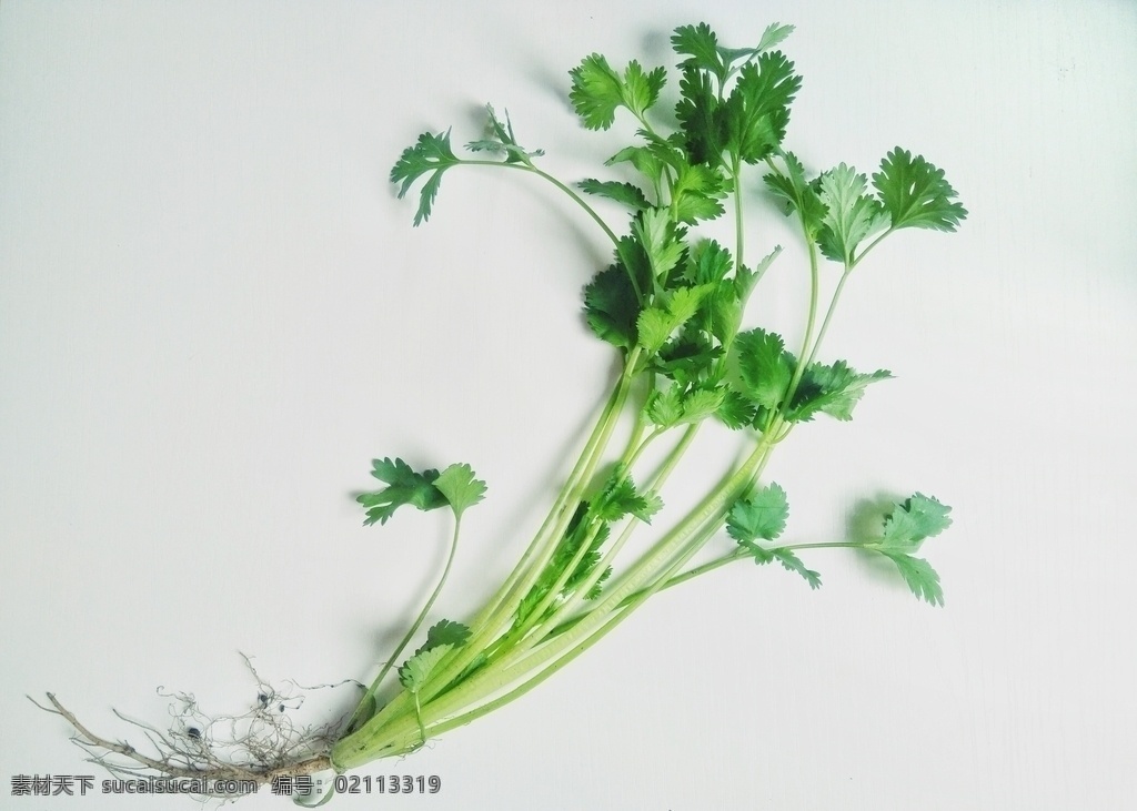 香菜 蔬菜 青菜 芫荽 香荽 胡荽 调味品 香菜特写 食品 食物 特写 食材 生物世界