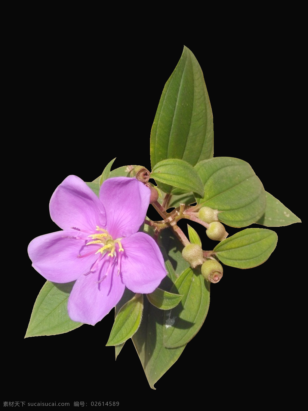 野牡丹 牡丹 花卉 植物 牡丹花 鲜花 生物世界 花草