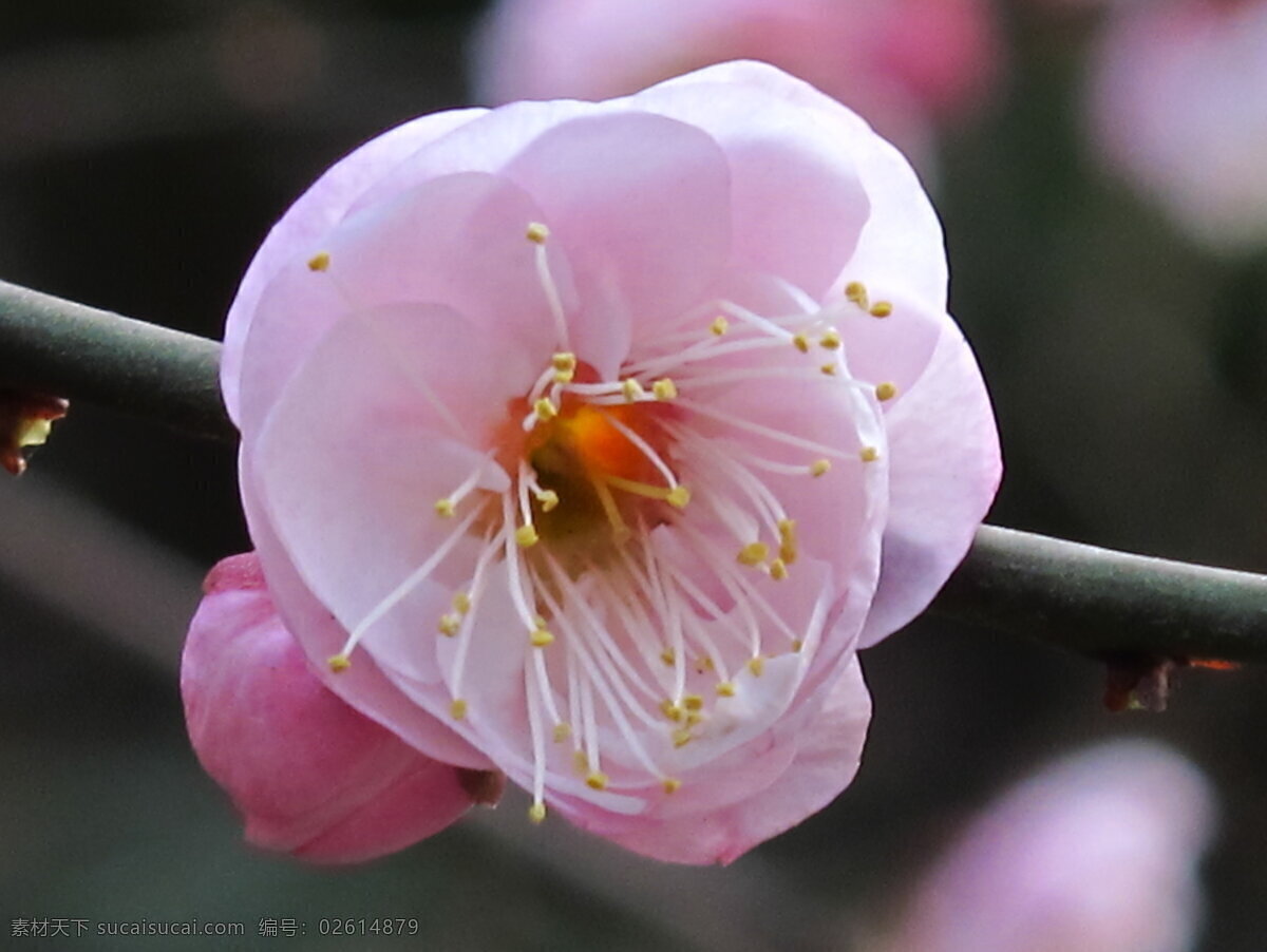 高清 粉色 腊梅 花 粉花 一枝梅 唯美 鲜花