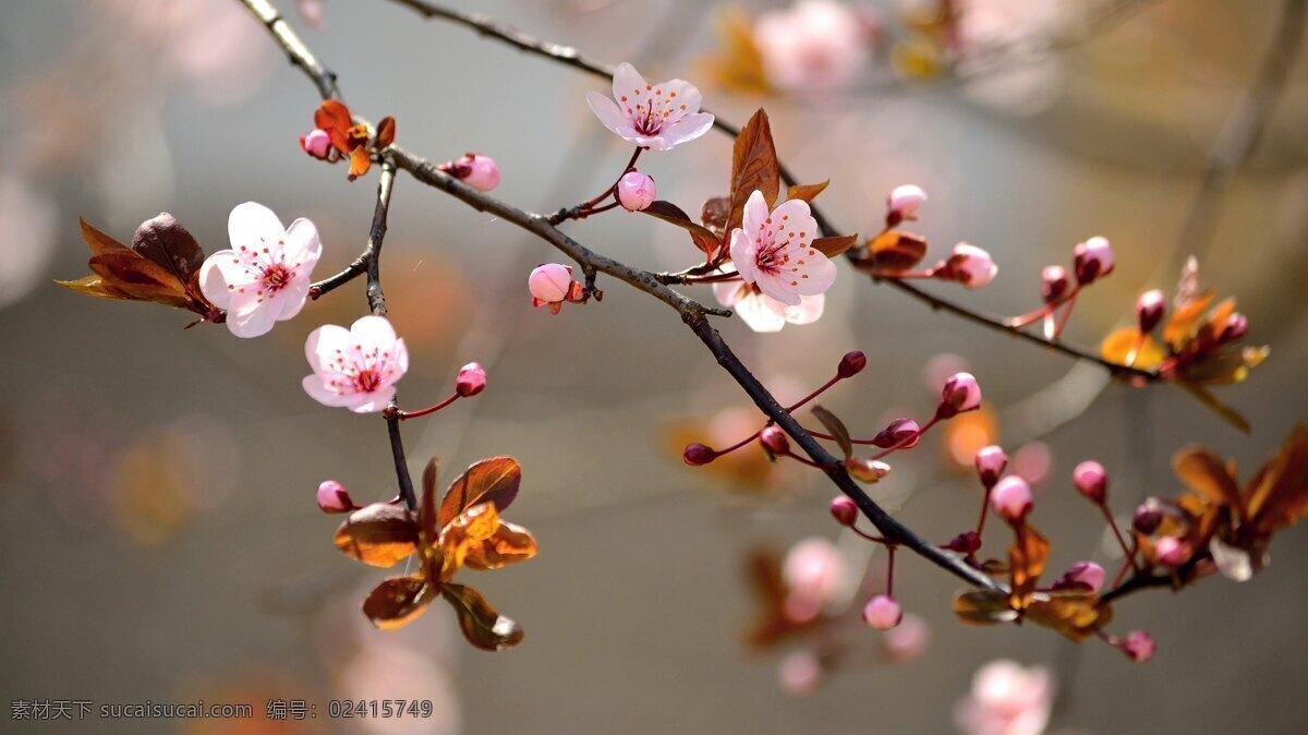 梅花 樱花 苹果 树花 壁纸 自然风景 自然景观 风景 风景图片 风景素材 风景壁纸 苹果树花 梅花图片素材 花 花图片素材 植物图片素材 百花齐放 花朵 盛开怒放 植物 景观