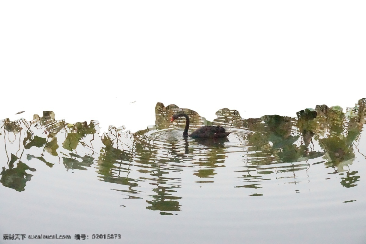湖水里的大雁 碧波粼粼 湖水 大雁
