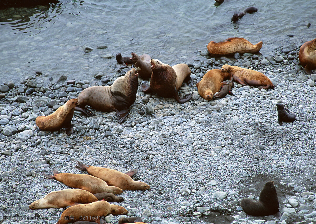 海岸上的海豹 动物世界 生物世界 海豹 海岸 沙滩 水中生物 黑色
