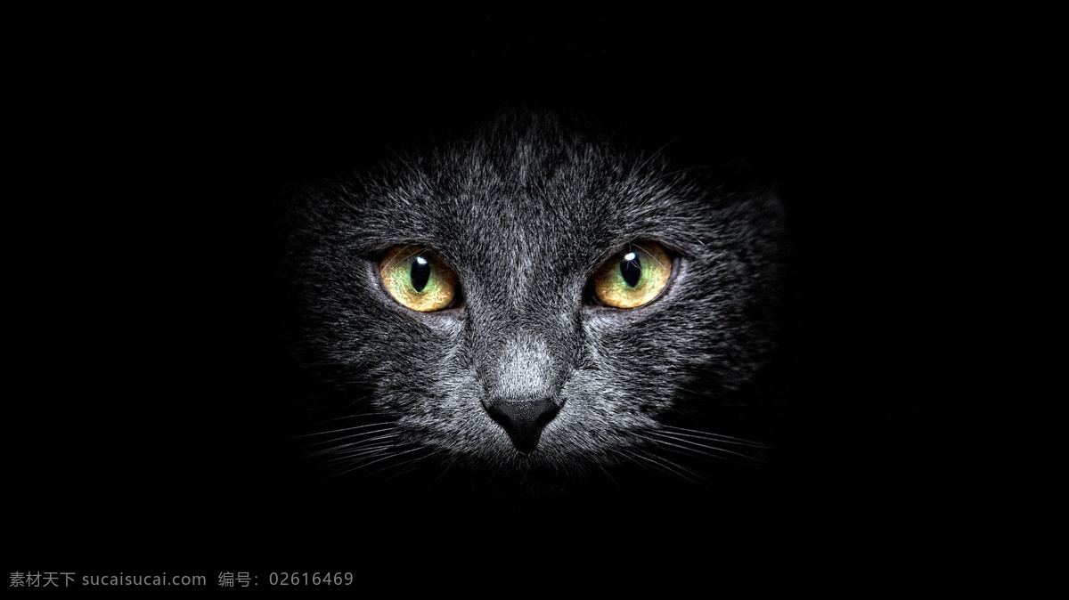 猫写真 黄色眼睛 猫头 可爱 可怕 黑暗 猫咪 小猫 动物图片 生物世界 家禽家畜