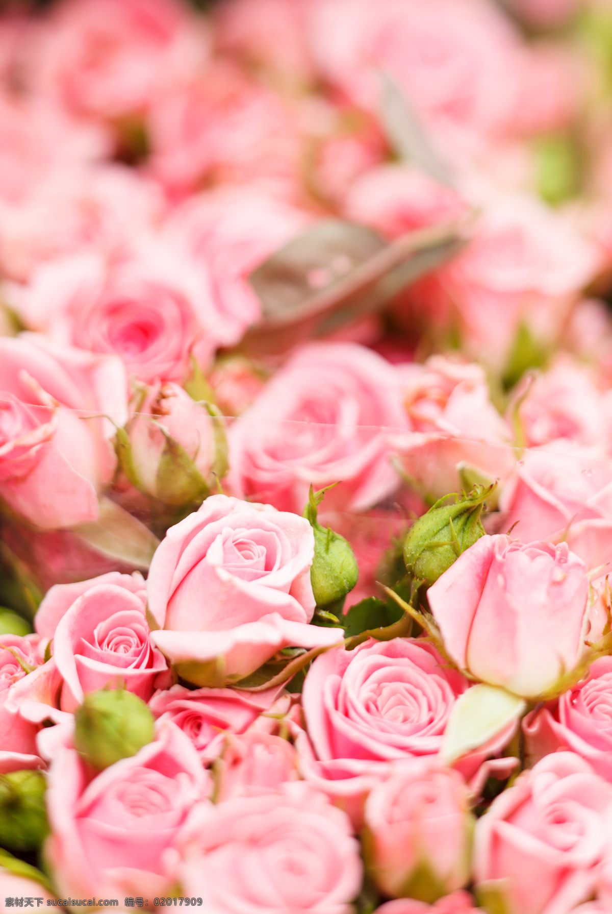 粉红色 玫瑰花 背景 鲜花摄影 美丽花卉 美丽花朵 鲜花背景 花草树木 生物世界 粉色
