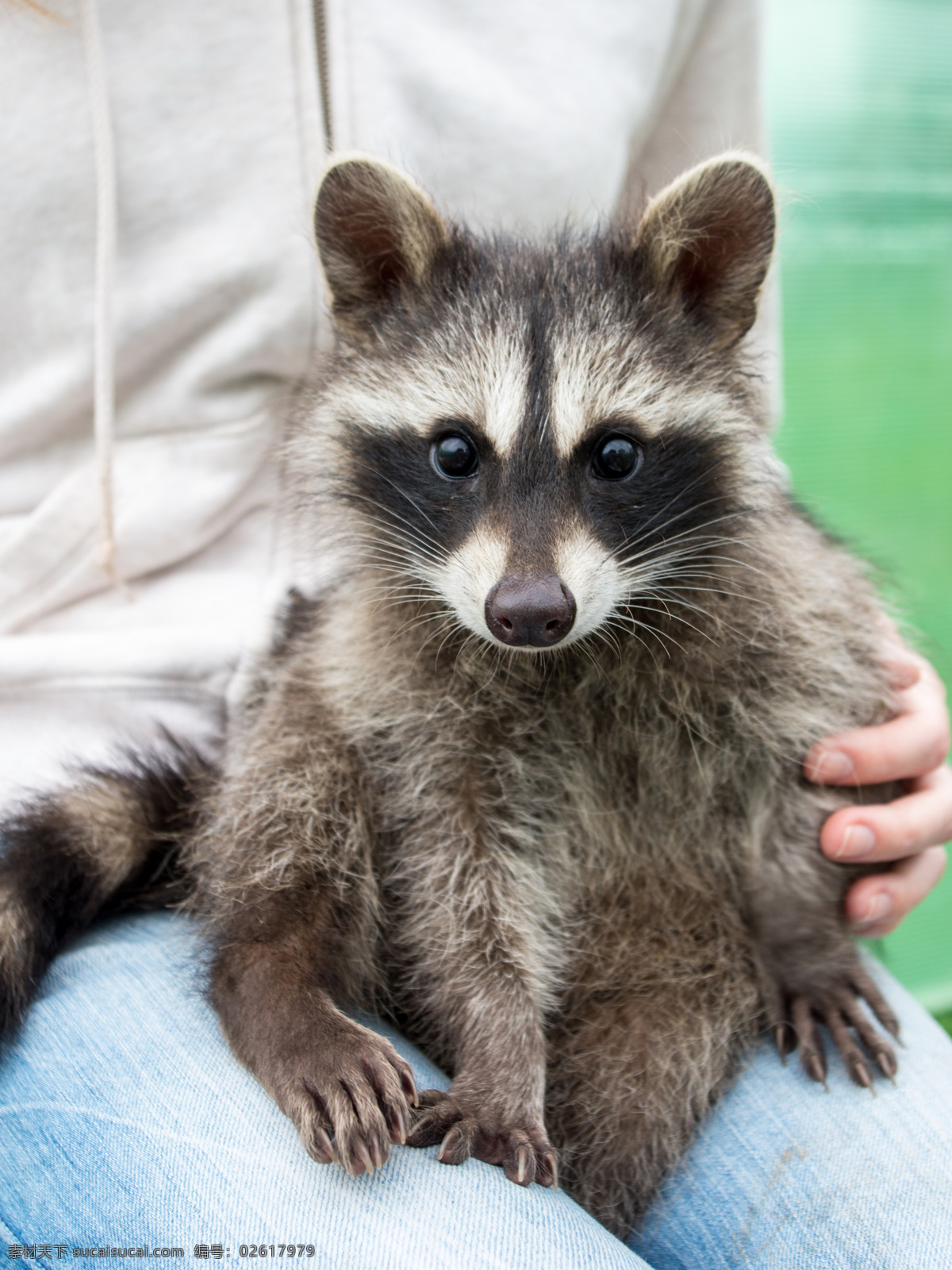 小浣熊 狸猫 熊 野生动物 自然生物 动物