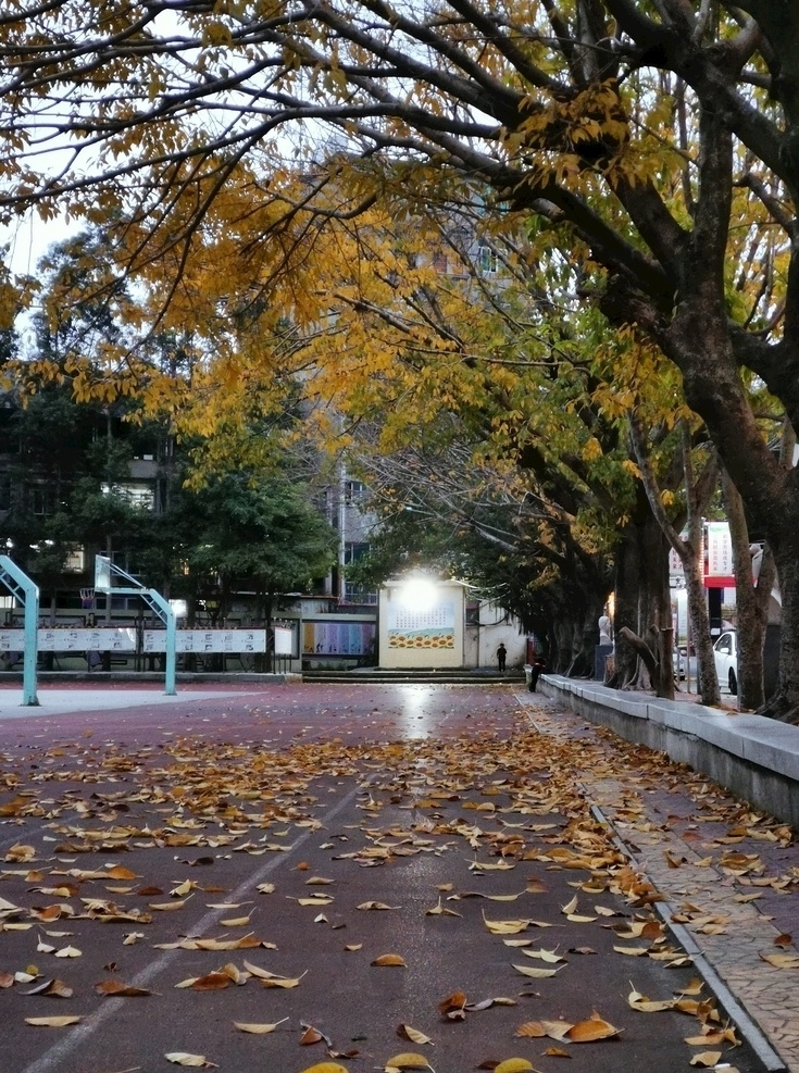 美丽校园一角 校园 青春 落叶 秋风 自然景观 自然风景