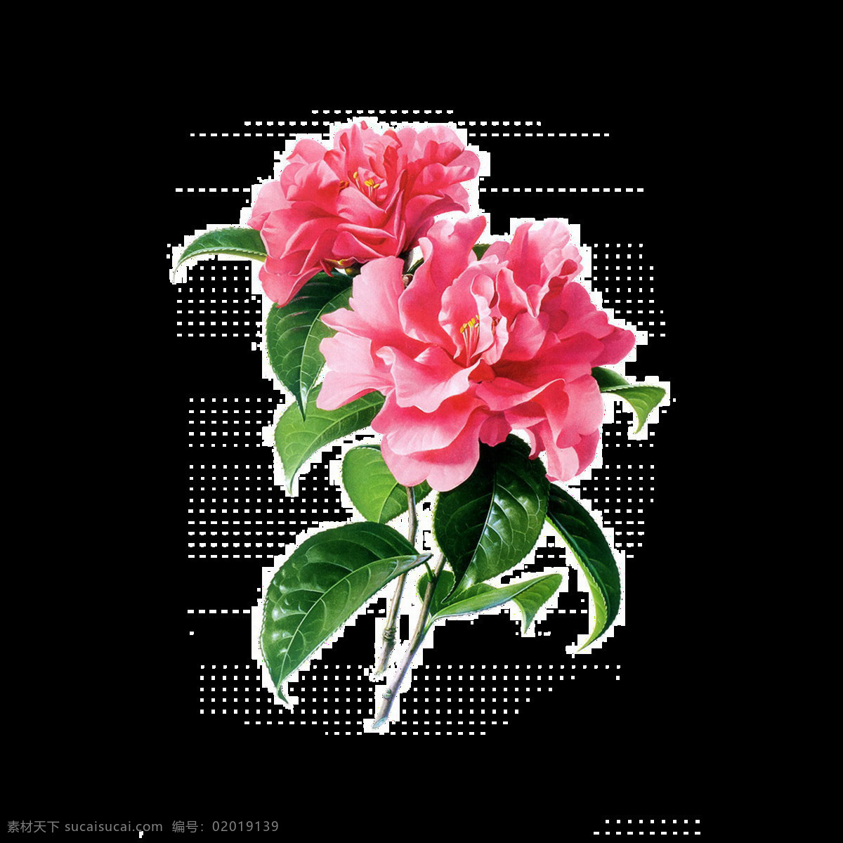 两枝芍药花png元素素材图片下载-素材编号02019139-素材天下图库