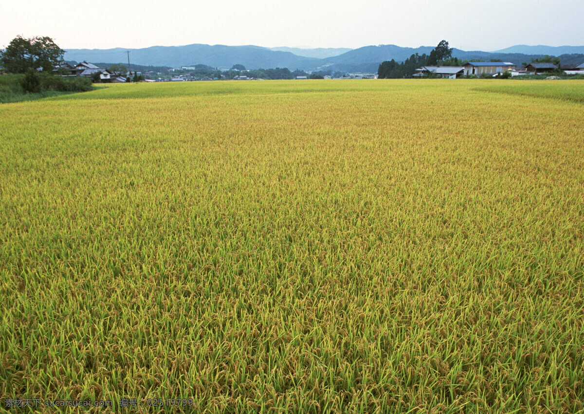 片 金色 稻田 高清 农产品 农业 农作物 水稻 背景图片