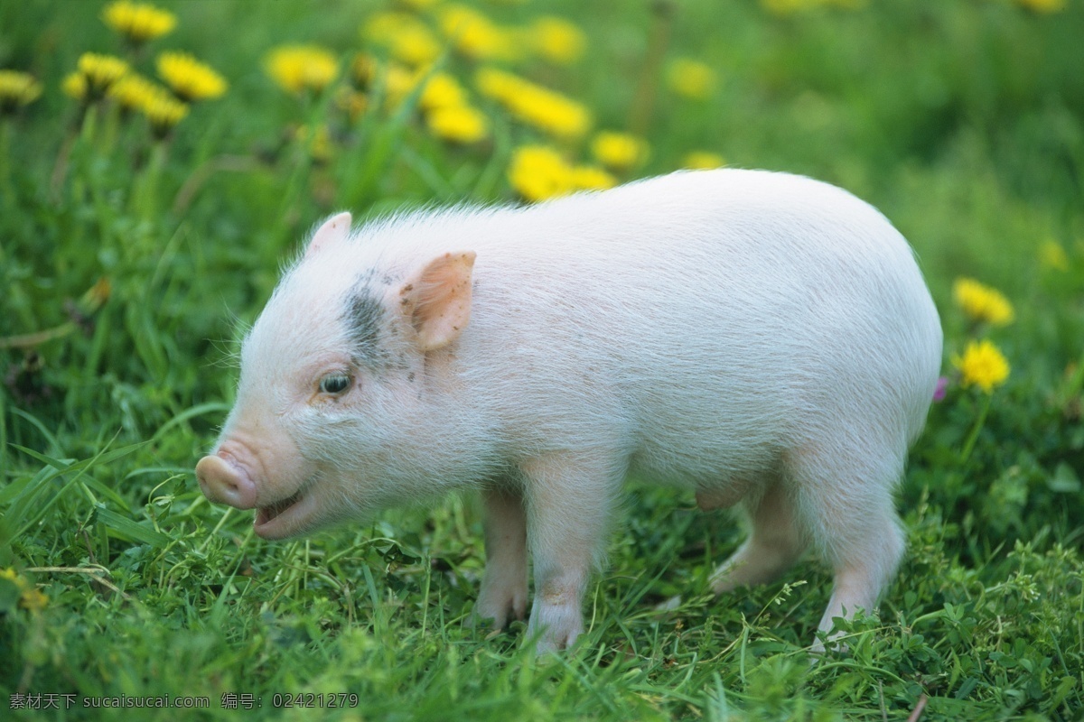 可爱 小 猪 小猪 宠物 宠物猪 可爱的猪 家禽 可爱动物 陆地动物 动物素材 生物世界