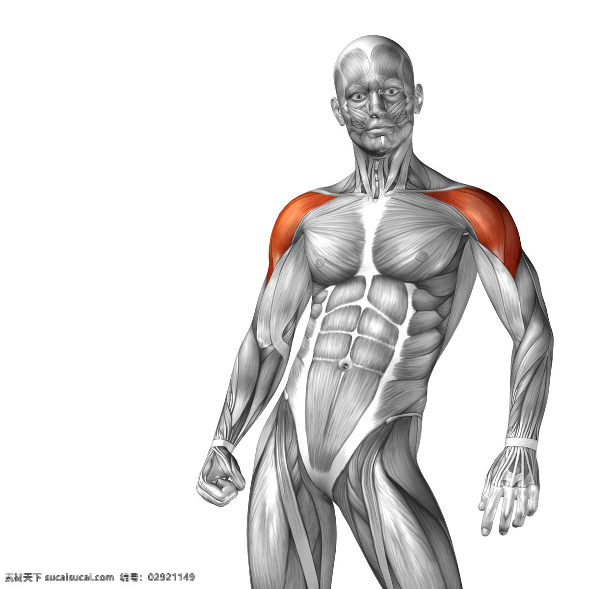 肩部 受伤 人体 模型 人体器官 人体模型 人体结构图 受伤骨折 身体红肿 医疗护理 生病 生理疾病 现代科技
