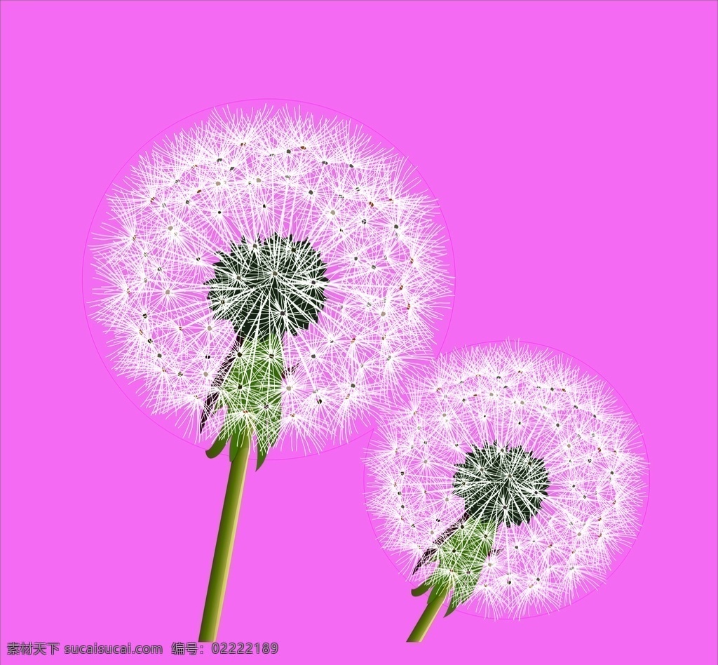 蒲公英 广告 花 伞 图 自然景观