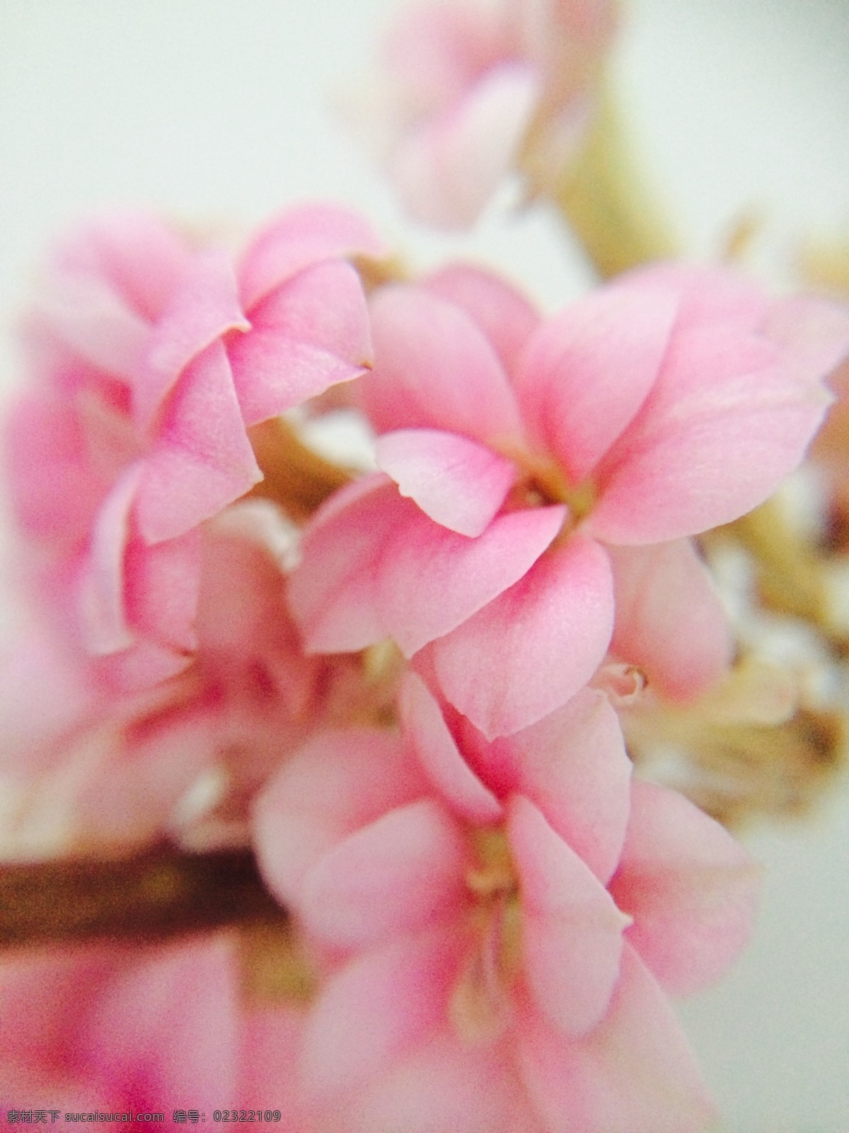 长寿花 粉色花朵 微距花朵 漂亮花朵 长寿花花朵 自然景观