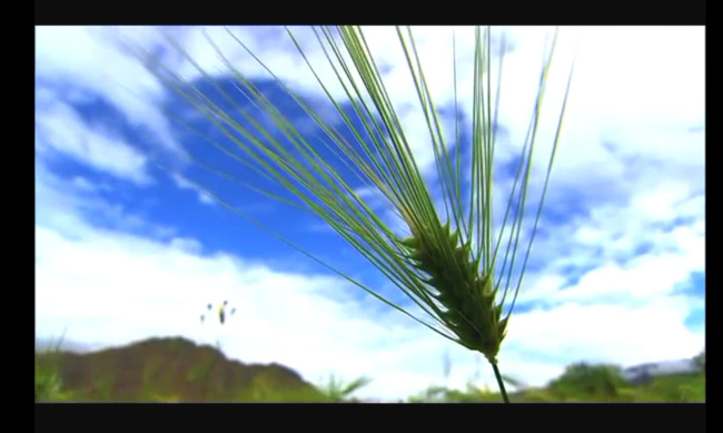 绿色 小麦 视频 mov 多媒体设计 农田 视频素材 源文件 田野视频素材 农业视频素材 农作物视频 蓝天 白云 实拍视频