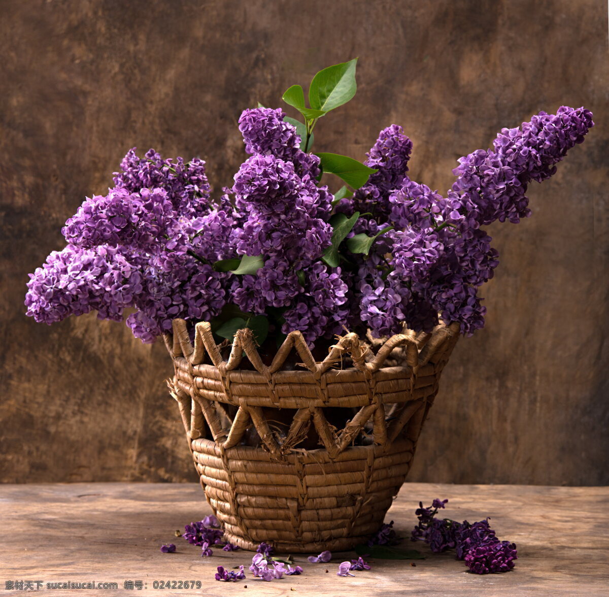 紫丁香花 紫色 丁香花 花朵 花卉 鲜花