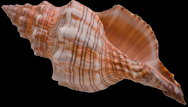 海螺 壳 海洋 背景 水产 贝类 插图 扇贝 贝壳 图形 海 水下 自然 海边 各类素材