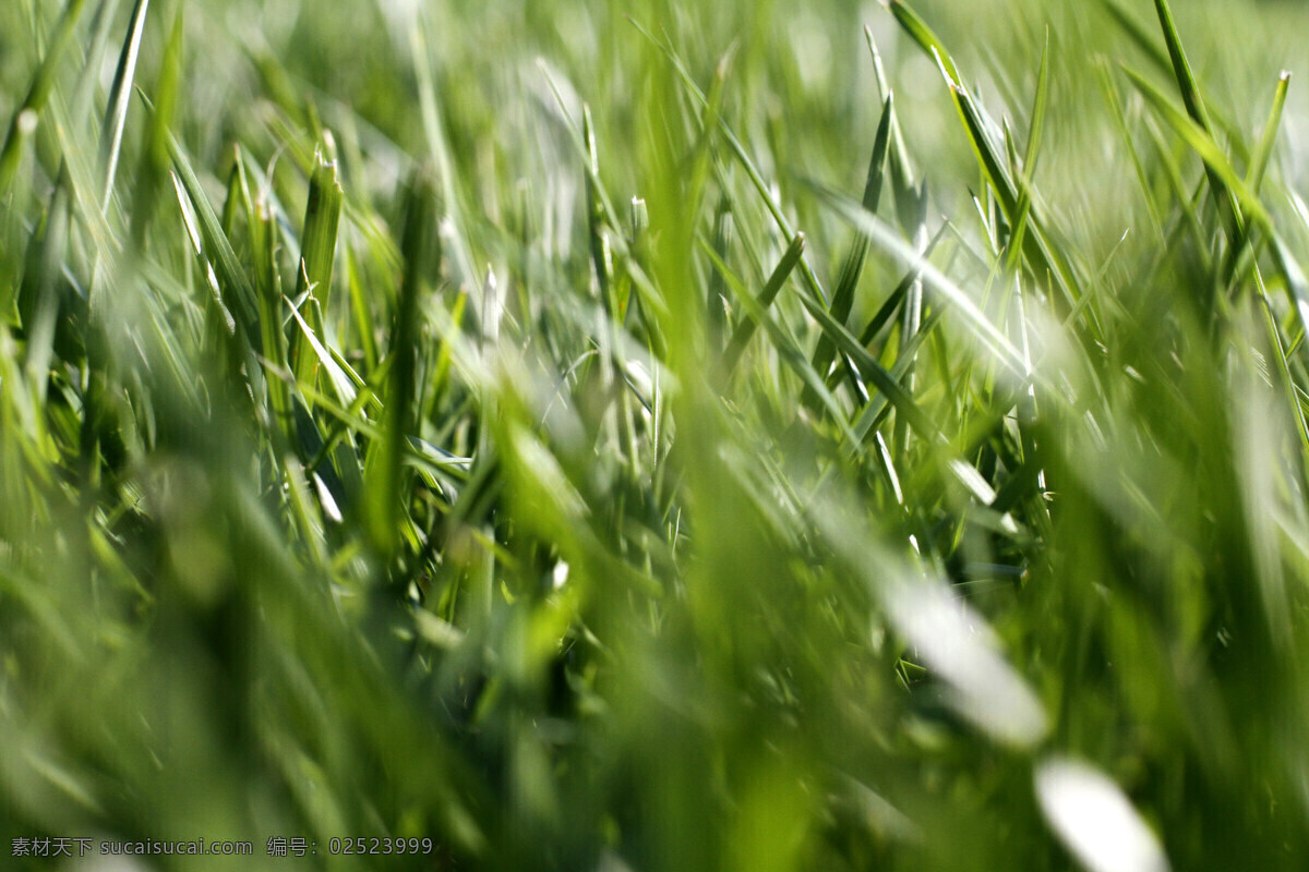 草 小麦 纹理 绿色