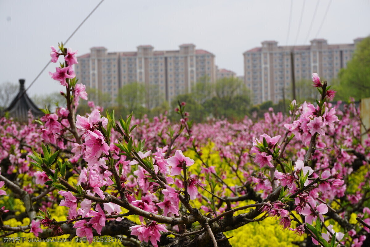 上海 南汇 桃花村 桃花 南汇桃花 桃花图片 桃花和油菜花 生物世界 花草