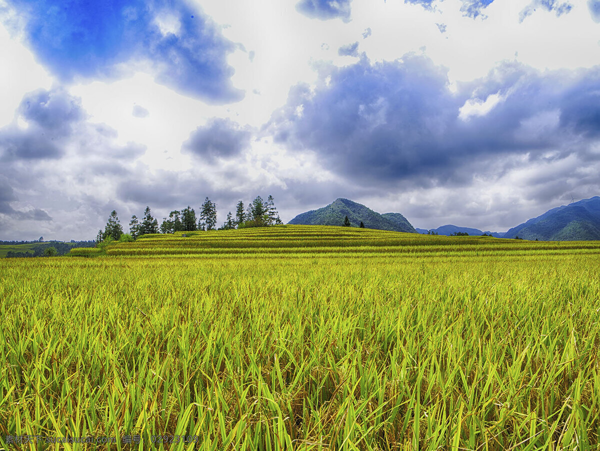 稻香随风扬 九月 水稻 成熟 稻香 随风扬 自然景观 田园风光