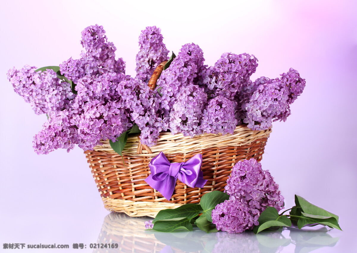 唯美 紫色 丁香花 高清 花朵 鲜花 花卉 花穗 花篮
