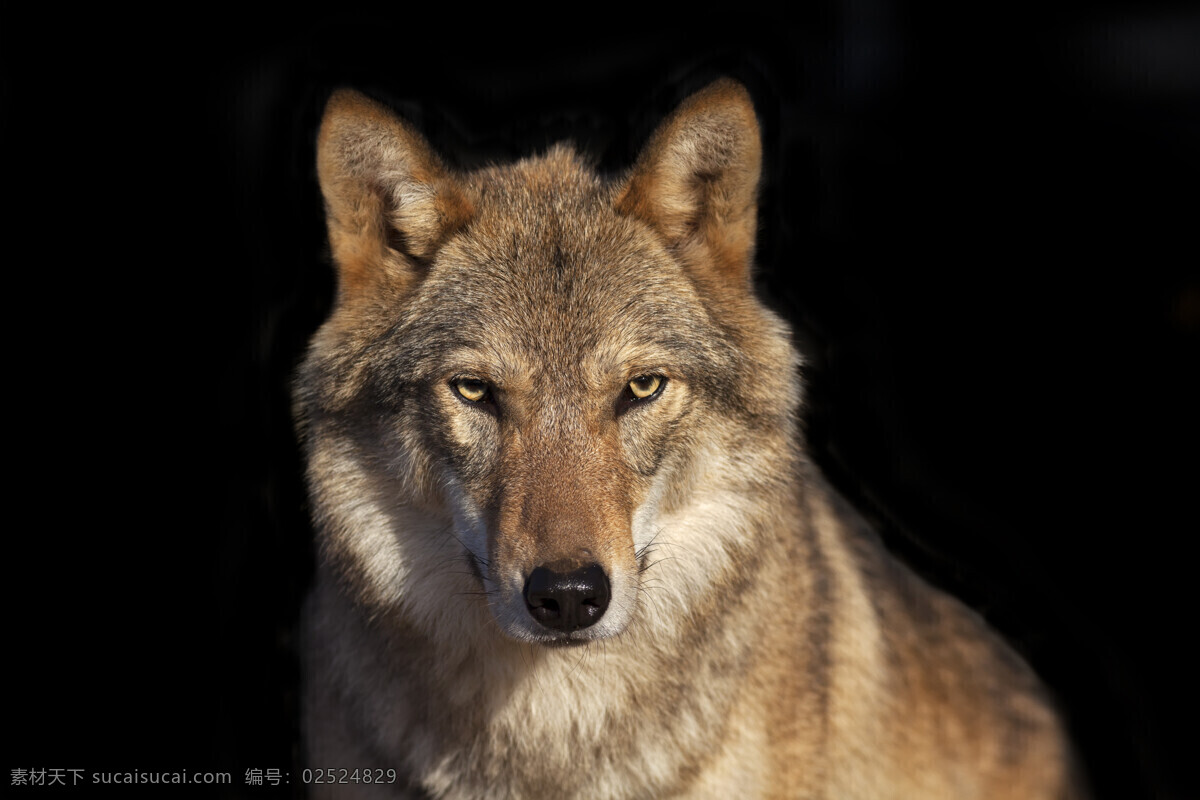 野狼 灰狼 豺狼 群狼 自然生物 野生动物 动物