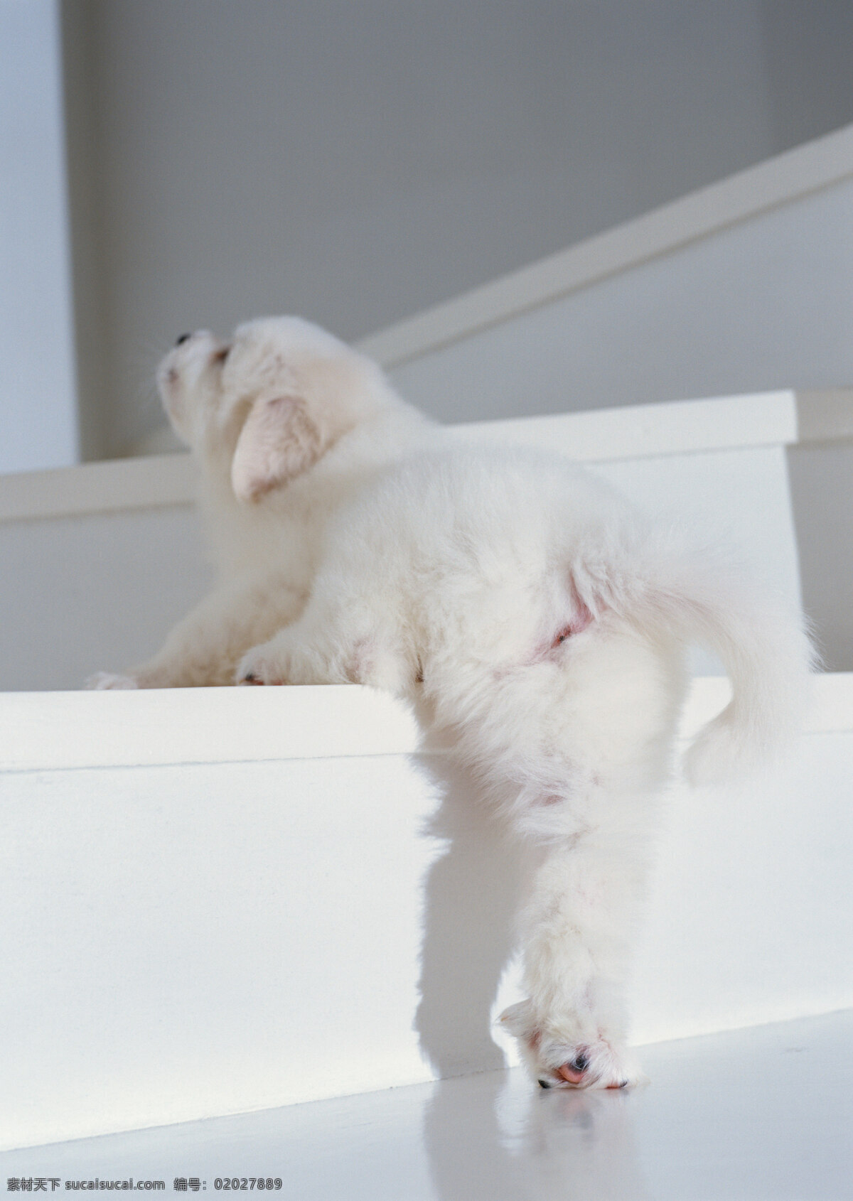 上 楼梯 白色 小狗 宠物 宠物狗 可爱 名犬 名贵犬种 犬科动物 陆地动物 生物世界 狗狗图片
