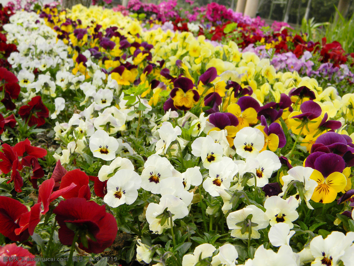 三色堇 蝴蝶花 花卉 花海 背景 小花 花草 花朵 美丽盛开 鲜花 花蕊 白色 粉色 紫色 艳丽