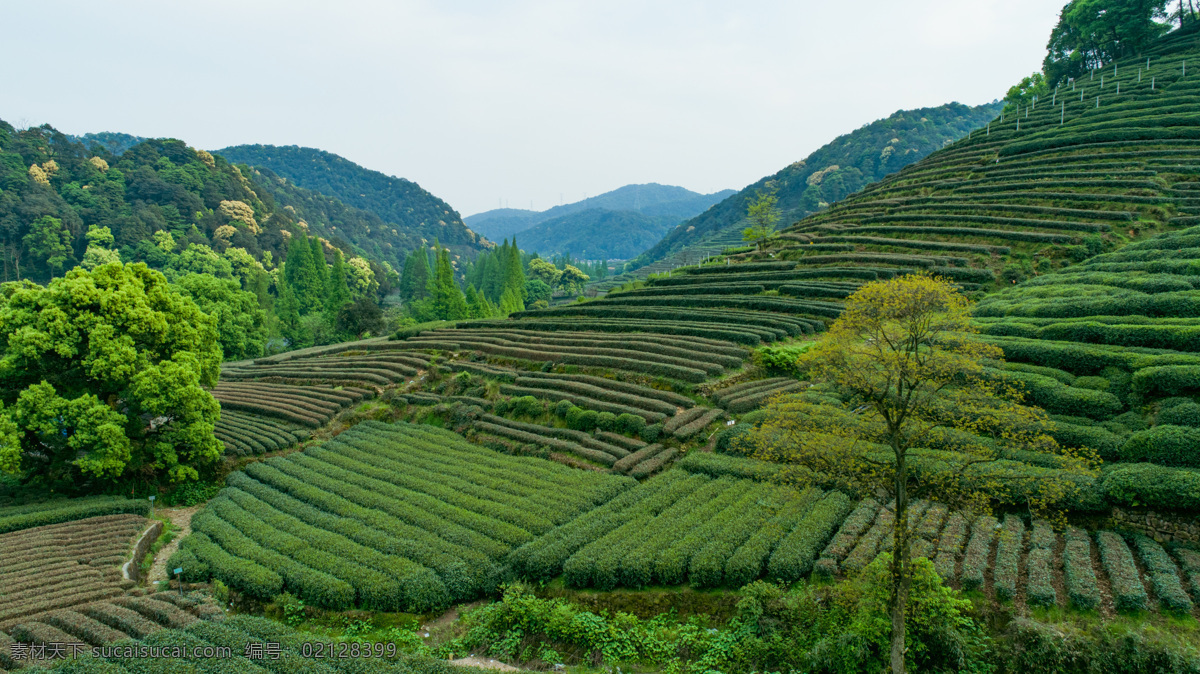 茶园 采茶 茶田 茶山 茶叶 绿茶 自然美景 梯田树林 田园 户外 郊外 树木绿色 山地 农田 美丽田野 绿色田野 山水 蓝天白云 天空白云 云层 云彩 多云 蓝天 白云 草地 花朵 草原 一望无际 大草原 壁纸 风景 绿色植物 植物园 绿地 天空 绿草地 阳光 绿色背景 美景 风光 自然 生活百科 生活素材