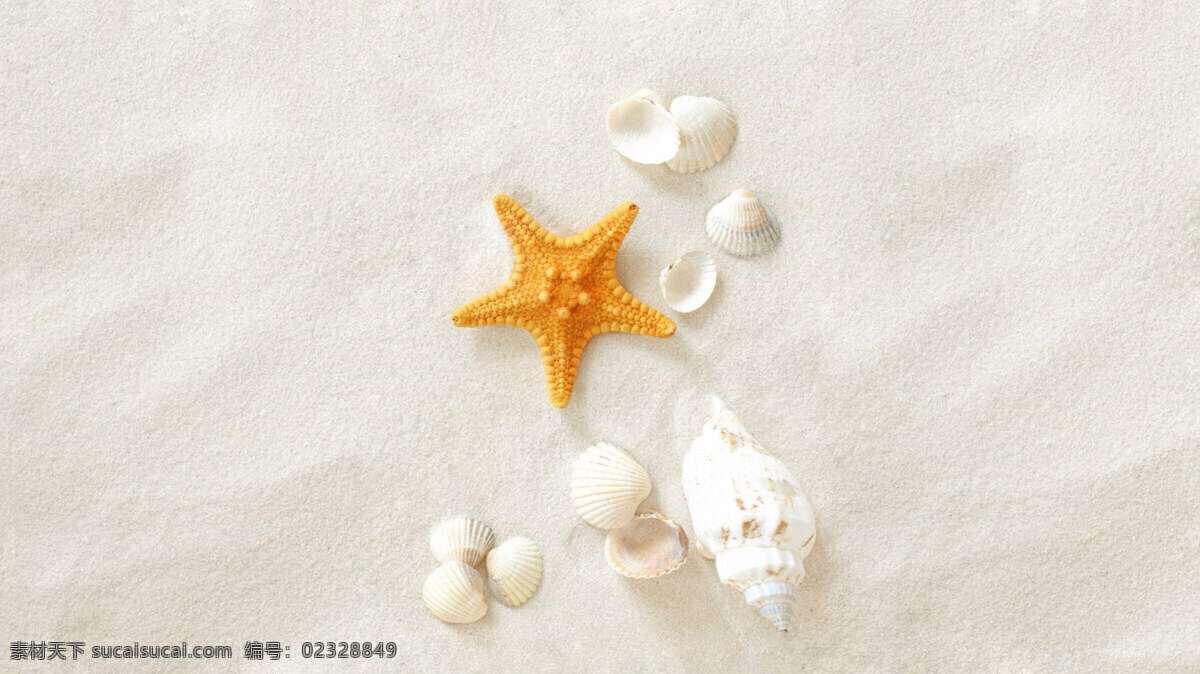 沙滩贝壳 海星 海螺 贝壳 沙滩 背景 壁纸 大图 商务 白色