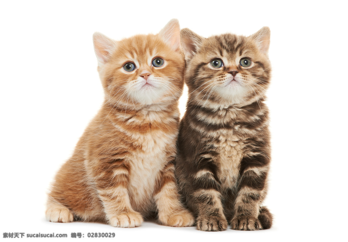 两只小猫 猫 萌宠 宠物 动物 可爱的猫 哺乳动物 猫咪 喵星人 可爱 毛茸茸 猫科动物 生物世界 家禽家畜