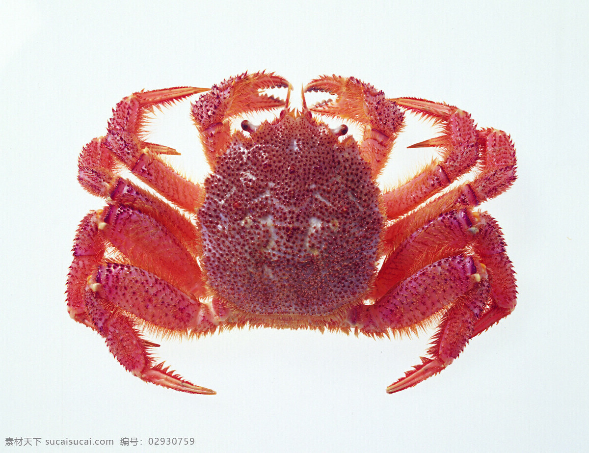 毛 蟹 海鲜 海鲜素材 摄影图库 生物世界 鱼类 毛蟹