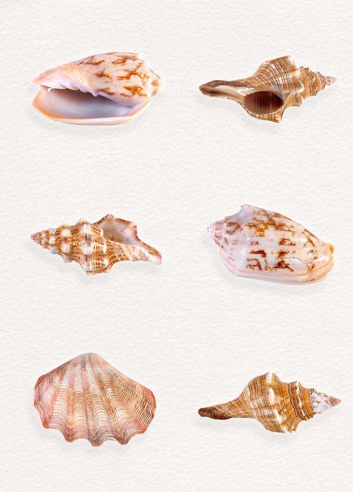 产品 食物 蛤蜊 海螺 海鲜 海鲜元素 实物 贝壳 海边 海滩元素 夏季 夏天 美食 生鲜 新鲜海螺 免扣素材 生物世界 海洋生物