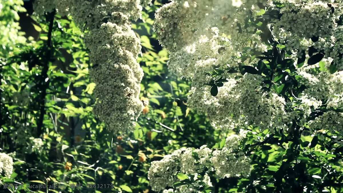 花园的角落2 自然 植物 叶 花 开花 白色 花蜜 春天 花园 灌木 树 园艺 蜜蜂