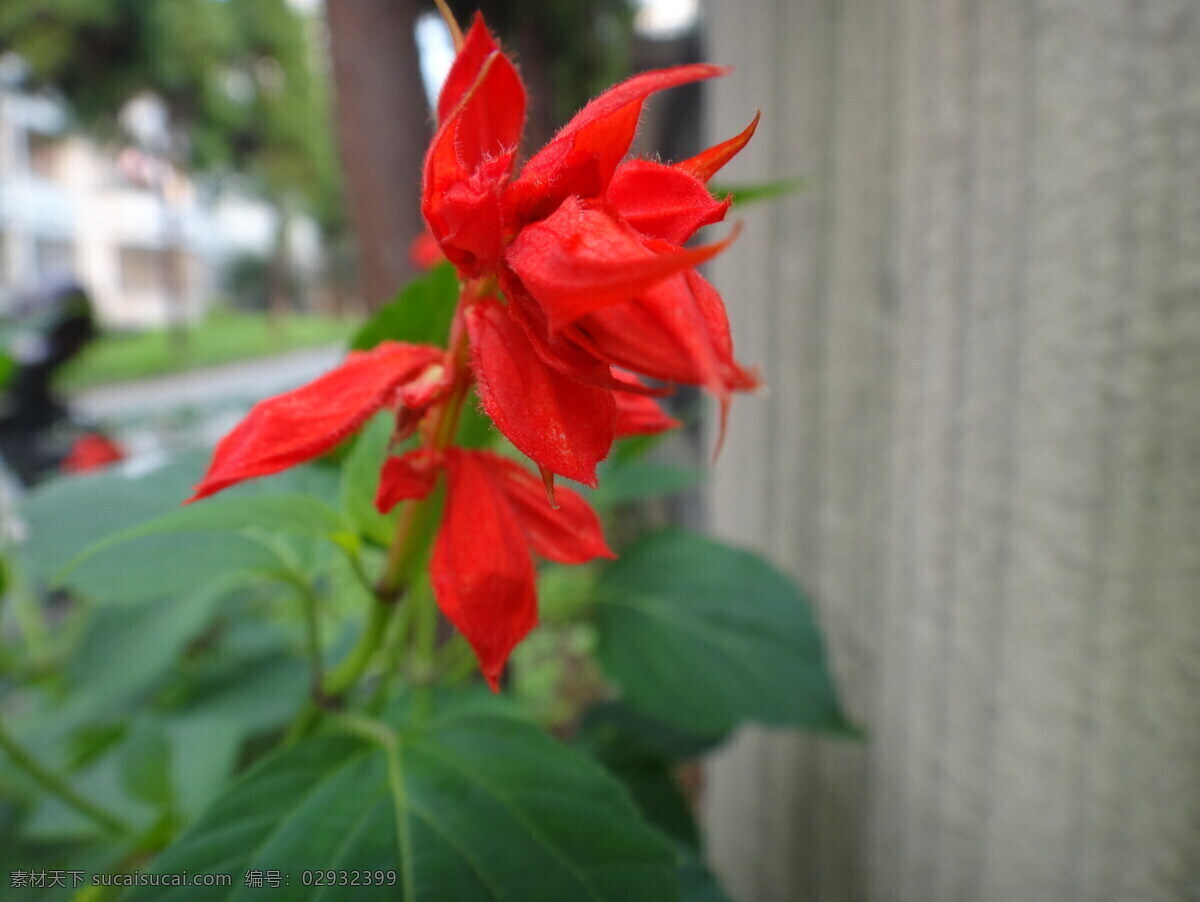 一串红 花 红花 花朵 花草 草本 花卉 花园 红色 大红 朱红 植物 生物世界 灰色