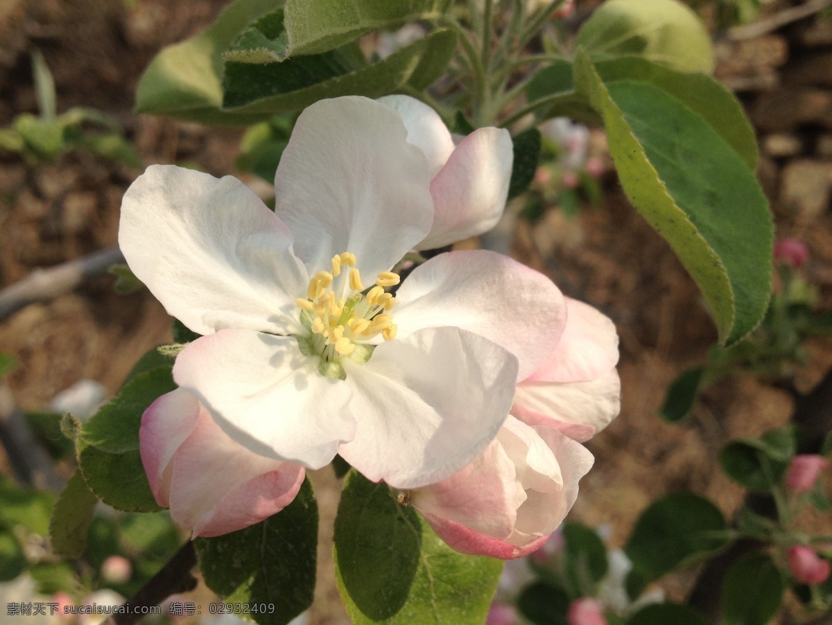 苹果花 白色 小花 野花 春花 花草 生物世界 黑色