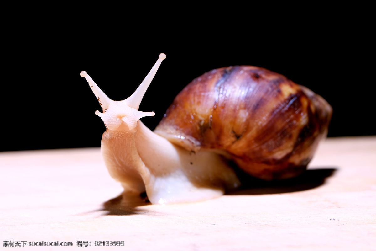 白玉蜗牛 白玉 蜗牛 特写 爬行 软体 动物 壳 微距 无人 爬 缓慢 生物世界 野生动物