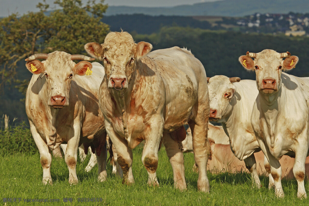 牧场 上 牛群 奶牛 牛 草原 动物世界 摄影图 陆地动物 生物世界