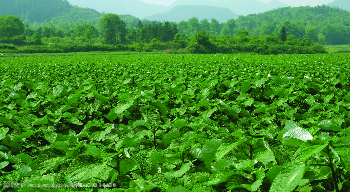 苎麻 生态 麻 亚麻 植物 原生态 苎麻种植 苎麻地 麻地 生物世界 树木树叶