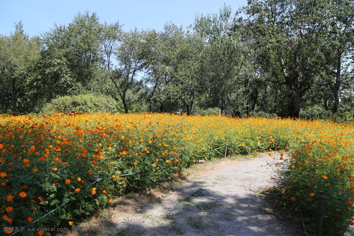 绿化景观 园林景观 小路 硫磺菊 硫华菊 树林 风景 园林摄影 树木 花草 园林绿化 建筑园林 园林建筑