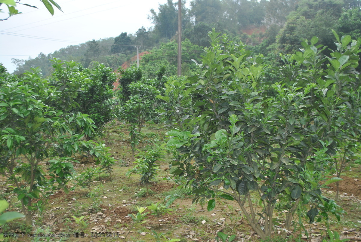 化 橘红 种植 基地 化橘红 种植基地 绿色 美丽 嫩绿 自然景观 田园风光 灰色