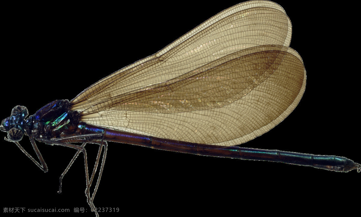 自然 昆虫 蜻蜓 自然昆虫 野生昆虫 飞翔 生物世界 家禽家畜