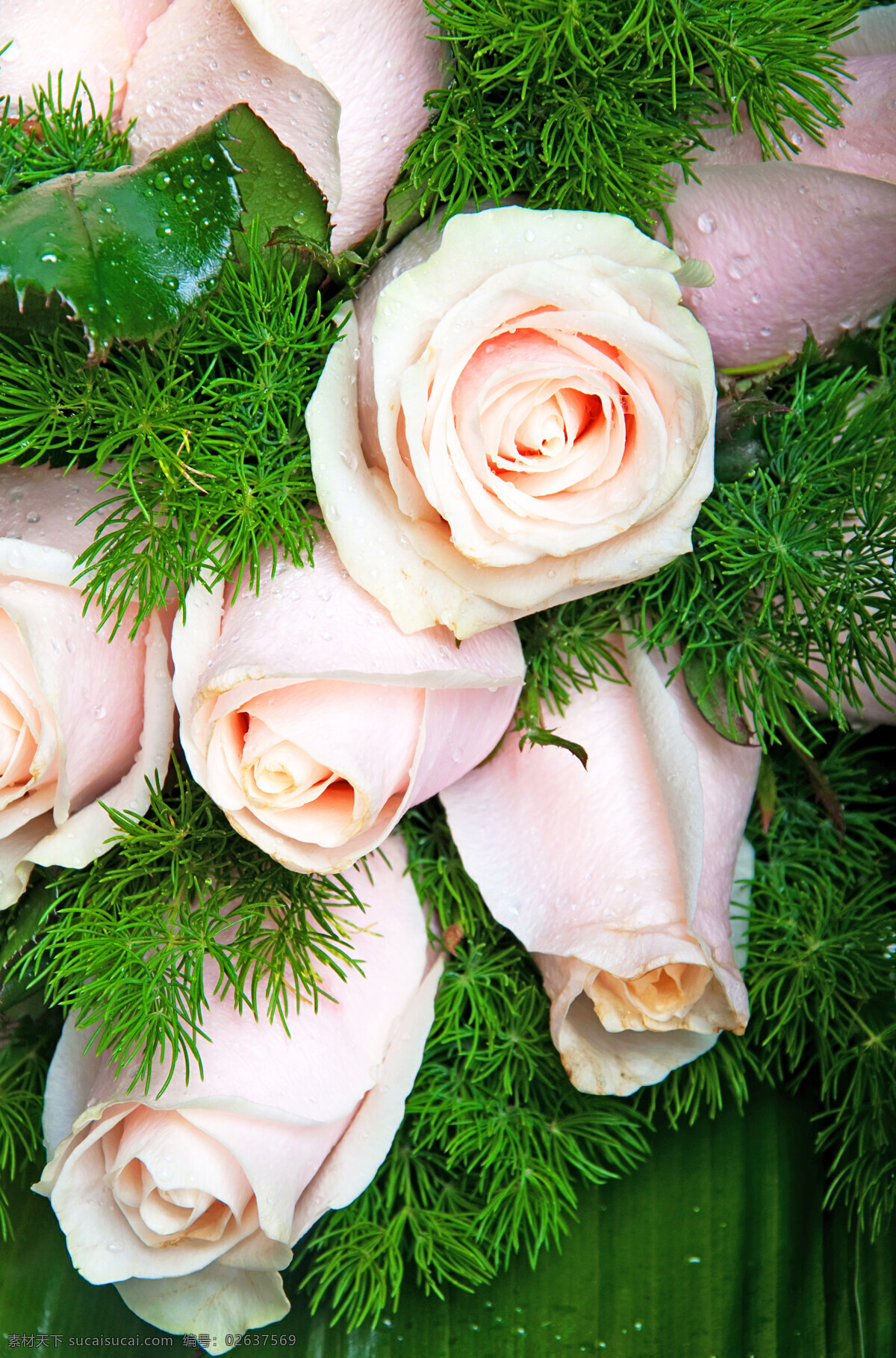 粉红 玫瑰 花束 文化艺术