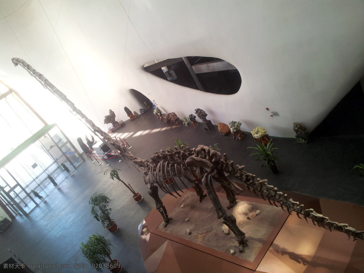 鄂尔多斯 博物馆 恐龙 展 康巴什博物馆 化石 展览 旅游摄影 国内旅游 黑色