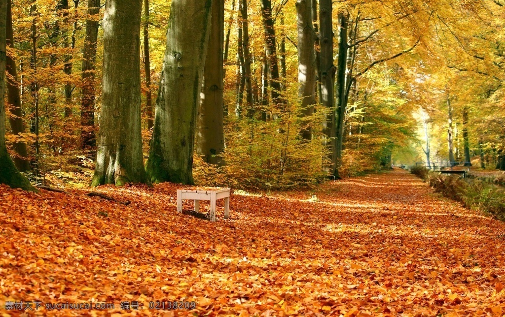 秋天枫叶 秋天 黄色 金色 树叶 枫叶 森林 树 树林 落叶 金黄 草 风景 景点 自然景观 自然风景
