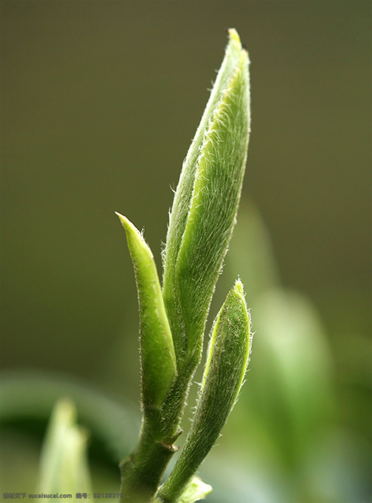 茶芽 茶针 茶毫 茶叶 茶 设计作品 生物世界 树木树叶