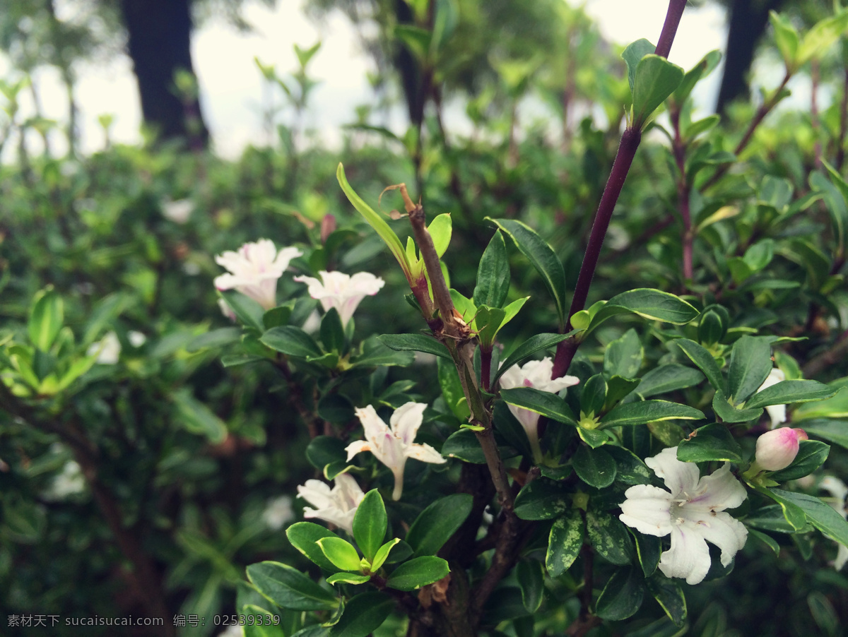 六月雪 白色 绿色 植物 花朵 生物世界 花草